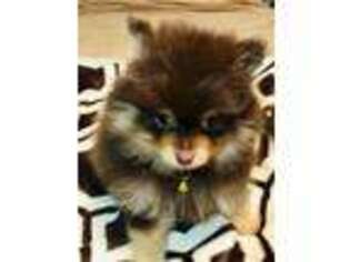 Pomeranian Puppy for sale in Morgantown, KY, USA