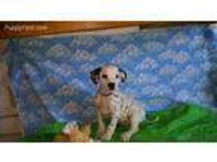 Dalmatian Puppy for sale in Rudy, AR, USA