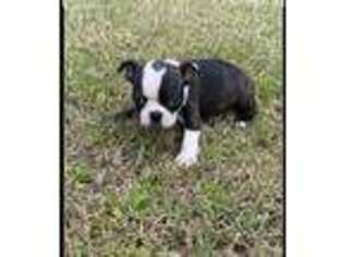 Boston Terrier Puppy for sale in Laurel, MS, USA