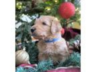 Goldendoodle Puppy for sale in Mishawaka, IN, USA