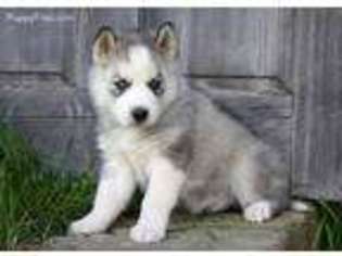 Siberian Husky Puppy for sale in Coshocton, OH, USA