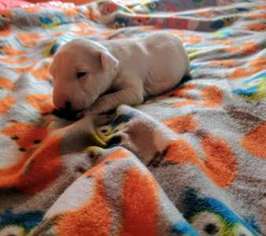 Bull Terrier Puppy for sale in Glasgow, KY, USA