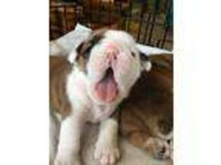 Bulldog Puppy for sale in Swisher, IA, USA