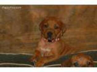 Rhodesian Ridgeback Puppy for sale in Jacksonville, FL, USA