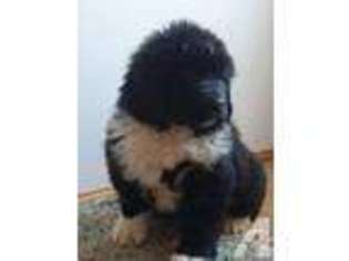 Newfoundland Puppy for sale in SHERRODSVILLE, OH, USA