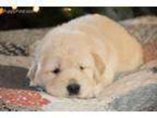 Golden Retriever Puppy for sale in Washington, KS, USA