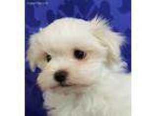 Maltese Puppy for sale in Auburn, WA, USA