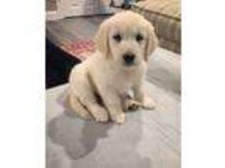 Golden Retriever Puppy for sale in Cheshire, CT, USA