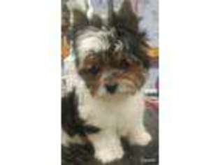 Biewer Terrier Puppy for sale in Rochester, WA, USA