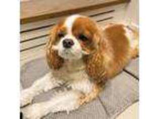 Cavalier King Charles Spaniel Puppy for sale in Lawrenceburg, KY, USA