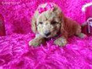 Goldendoodle Puppy for sale in Archer City, TX, USA