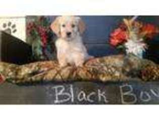 Golden Retriever Puppy for sale in Ellenburg Depot, NY, USA