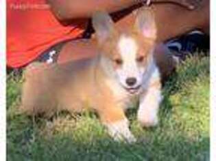 Cardigan Welsh Corgi Puppy for sale in Rochester, NY, USA