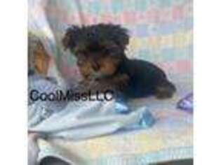 Yorkshire Terrier Puppy for sale in Sophia, NC, USA