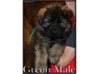 German Shepherd Dog Puppy for sale in Middleton, ID, USA