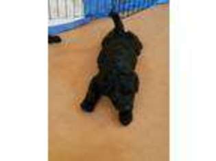 Labradoodle Puppy for sale in Fairview, OK, USA