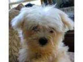 Maltese Puppy for sale in Prairie Grove, AR, USA