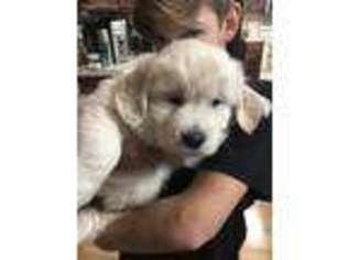 Golden Retriever Puppy for sale in Newaygo, MI, USA