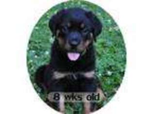 Mutt Puppy for sale in GETTYSBURG, PA, USA
