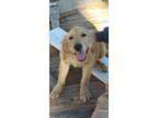 Golden Retriever Puppy for sale in Blackfoot, ID, USA