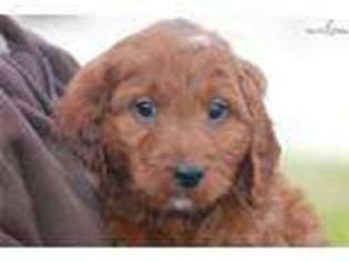 Irish Setter Puppy for sale in Springfield, MO, USA