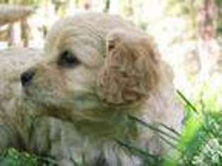Cavapoo Puppy for sale in INCHELIUM, WA, USA