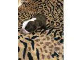 Boston Terrier Puppy for sale in Beresford, SD, USA