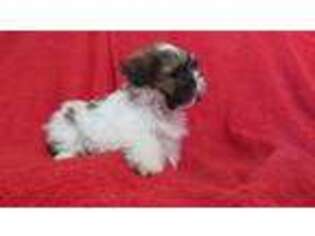 Mutt Puppy for sale in Woodbury, NJ, USA