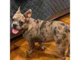 French Bulldog Puppy for sale in Dutton, AL, USA
