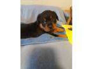 Rottweiler Puppy for sale in Vancouver, WA, USA