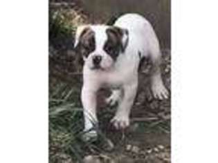 American Bulldog Puppy for sale in Easton, KS, USA