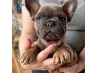 French Bulldog Puppy for sale in The Dalles, OR, USA