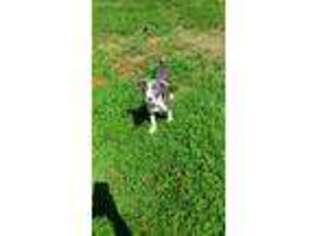Mutt Puppy for sale in West Islip, NY, USA