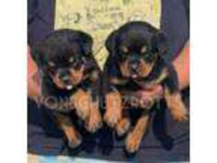 Rottweiler Puppy for sale in Pomona, CA, USA