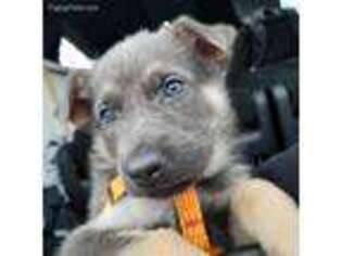 German Shepherd Dog Puppy for sale in Windsor, CT, USA