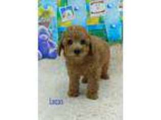 Mutt Puppy for sale in Camden, NY, USA