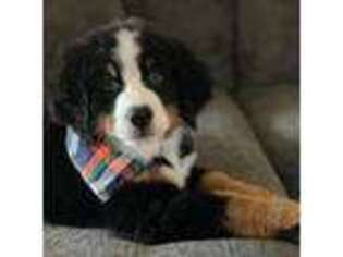 Bernese Mountain Dog Puppy for sale in Navarre, FL, USA