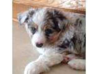 Miniature Australian Shepherd Puppy for sale in Aztec, NM, USA
