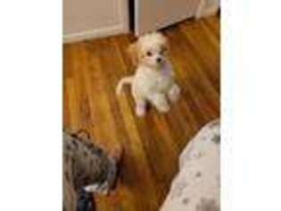 Cavachon Puppy for sale in West Babylon, NY, USA