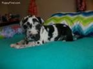 Great Dane Puppy for sale in Rice, TX, USA
