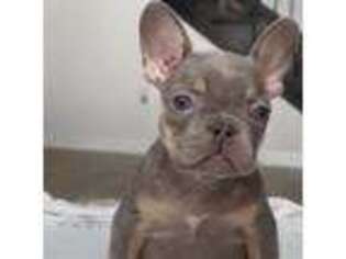 French Bulldog Puppy for sale in Haines City, FL, USA
