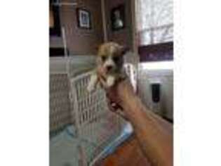 Pembroke Welsh Corgi Puppy for sale in Kansas City, MO, USA