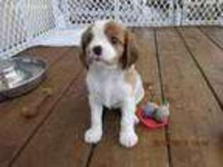 Cavalier King Charles Spaniel Puppy for sale in Stover, MO, USA