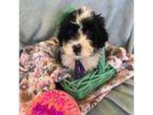 Portuguese Water Dog Puppy for sale in Cave Creek, AZ, USA