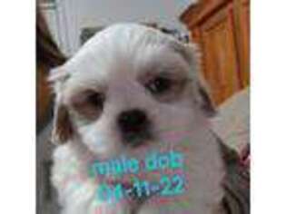 Mutt Puppy for sale in Bellflower, CA, USA