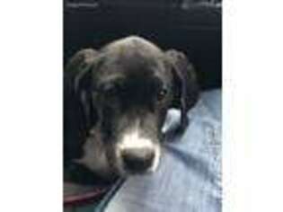 Great Dane Puppy for sale in Adolphus, KY, USA