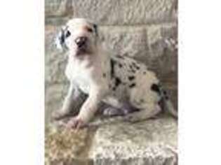 Great Dane Puppy for sale in Montague, TX, USA