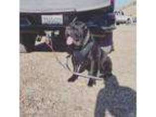 Cane Corso Puppy for sale in Porterville, CA, USA