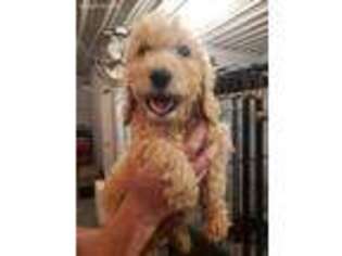 Goldendoodle Puppy for sale in Wilburton, OK, USA