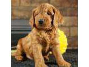 Goldendoodle Puppy for sale in Hull, IA, USA